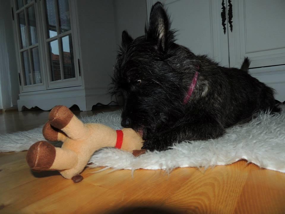 Cairn terrier Nala billede 2