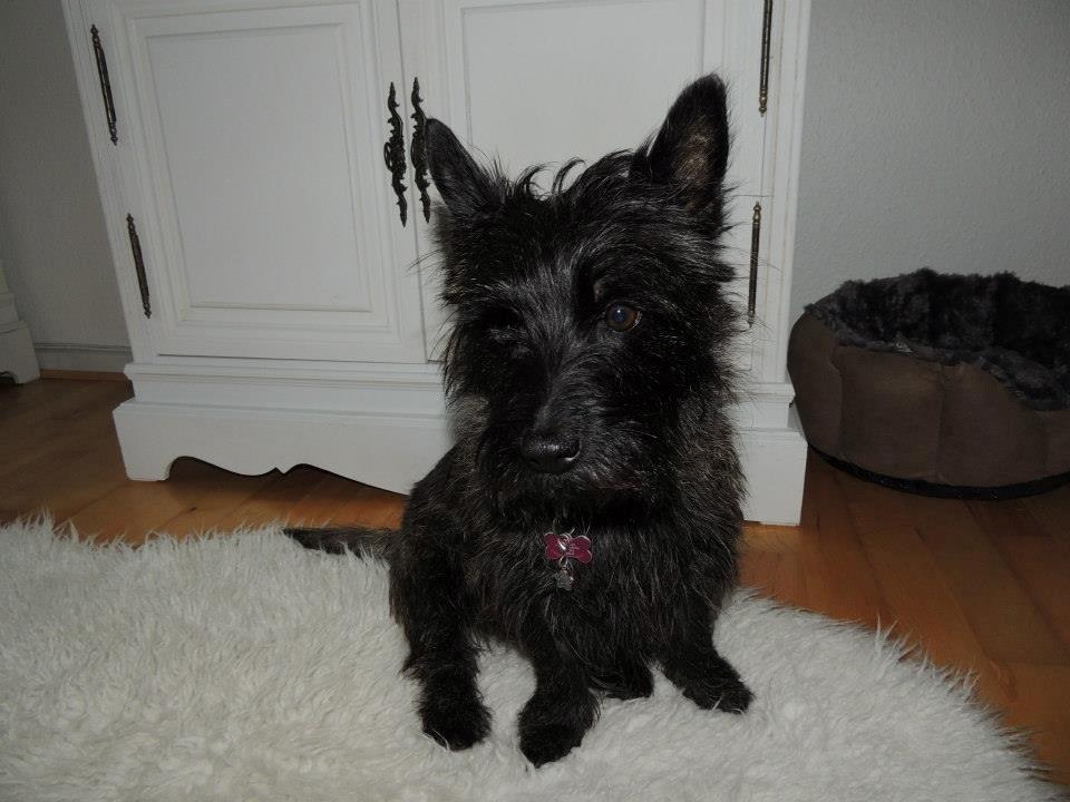 Cairn terrier Nala billede 4
