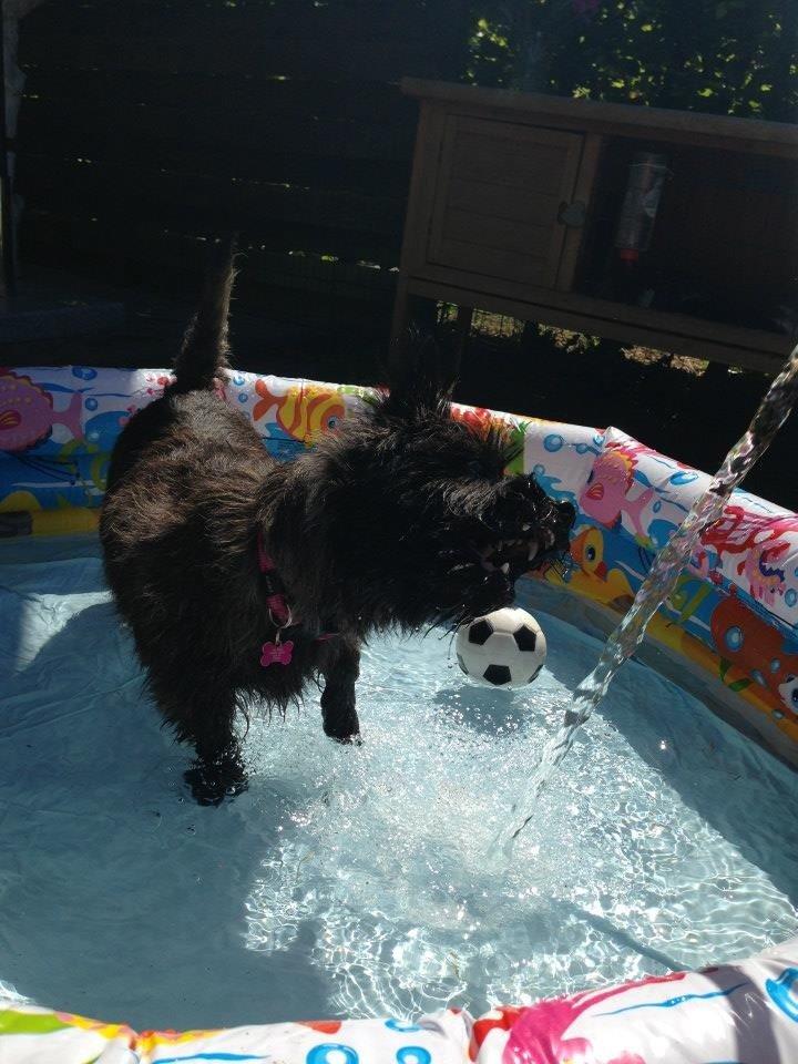 Cairn terrier Nala billede 5