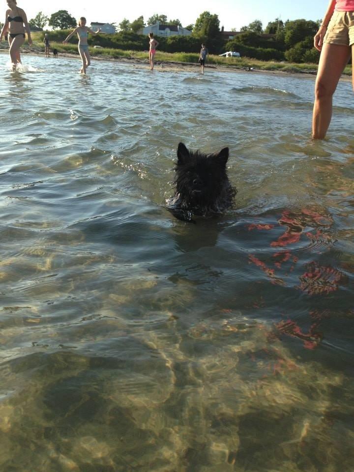 Cairn terrier Nala billede 6