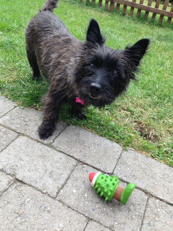 Cairn terrier Nala billede 7
