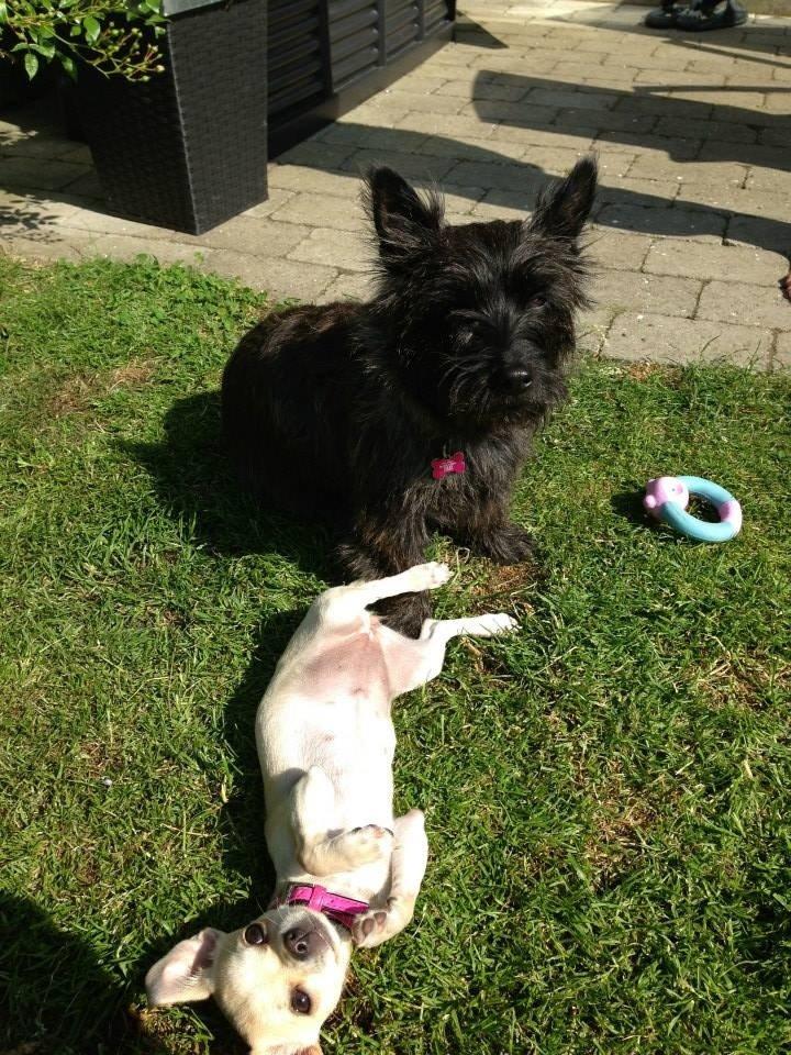 Cairn terrier Nala billede 8