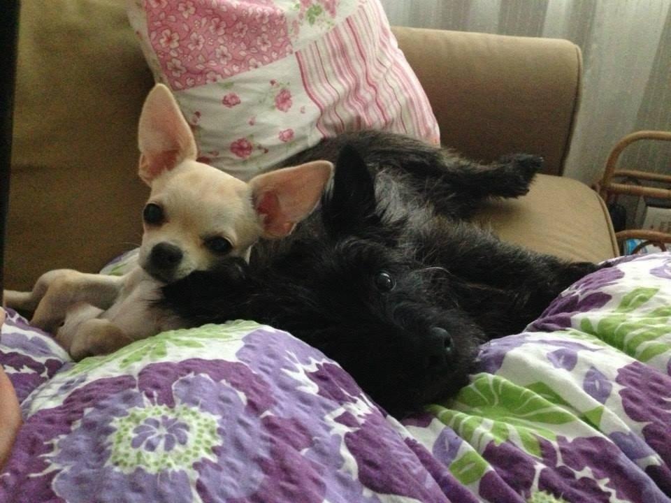 Cairn terrier Nala billede 9