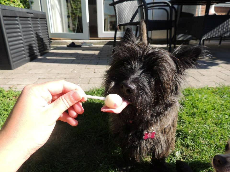 Cairn terrier Nala billede 3