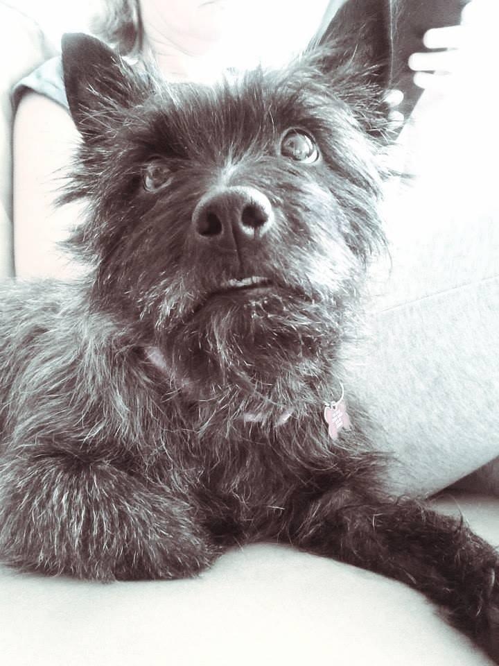 Cairn terrier Nala billede 10