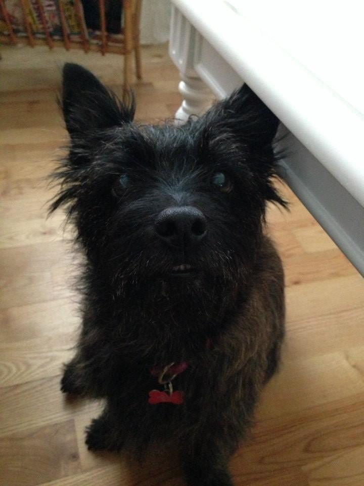 Cairn terrier Nala billede 12