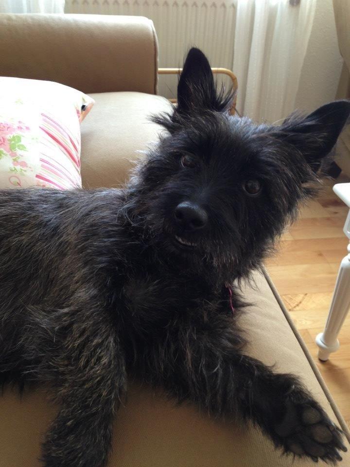 Cairn terrier Nala billede 13