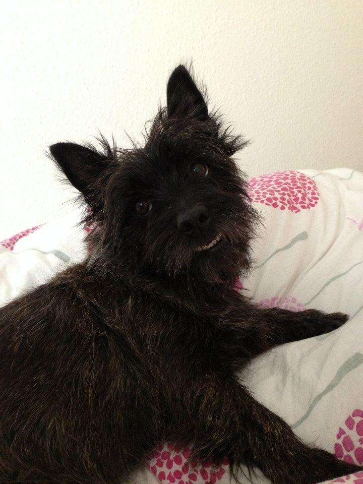 Cairn terrier Nala billede 11