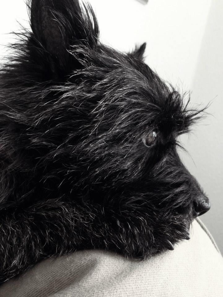 Cairn terrier Nala billede 15