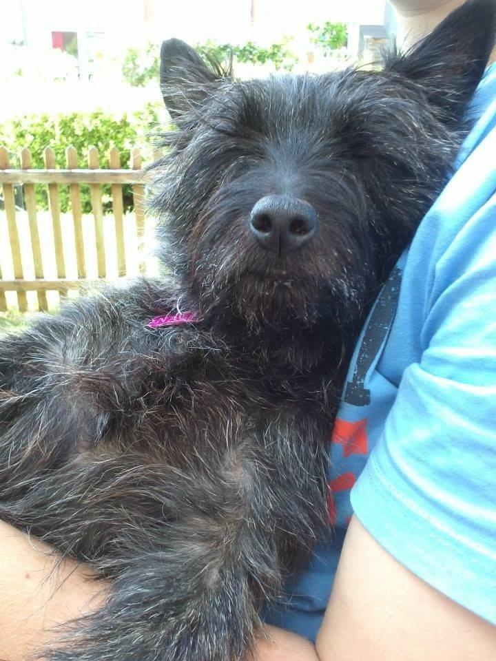 Cairn terrier Nala billede 16