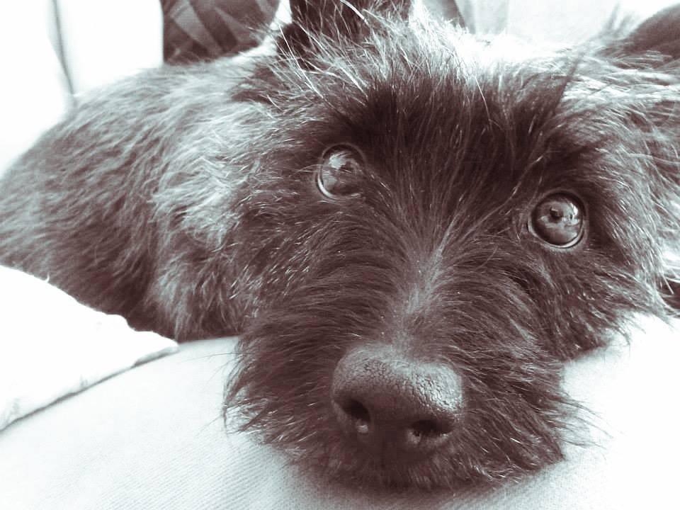 Cairn terrier Nala billede 17