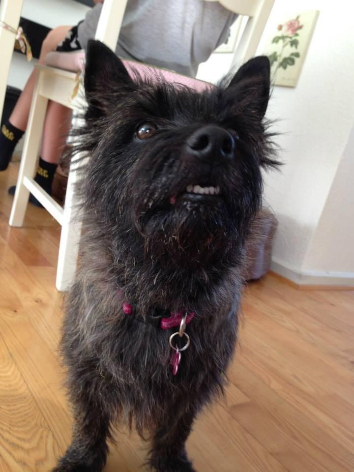 Cairn terrier Nala billede 18