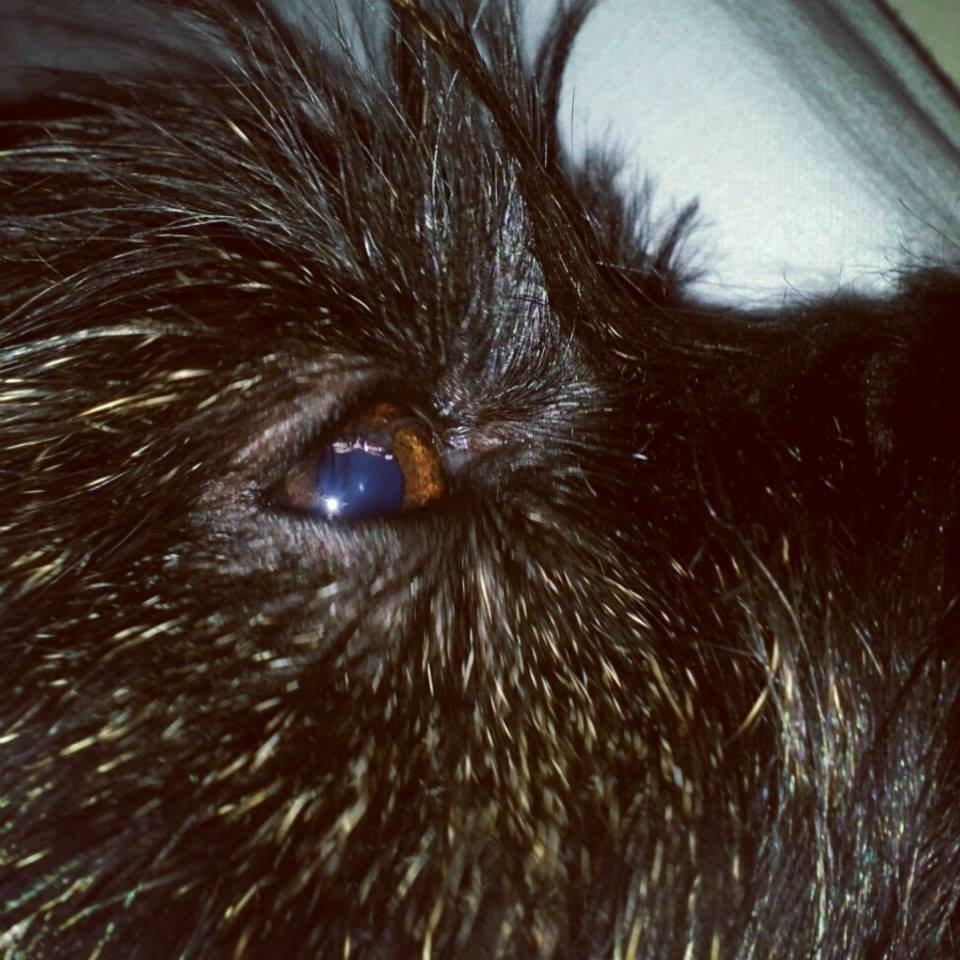 Cairn terrier Nala billede 20