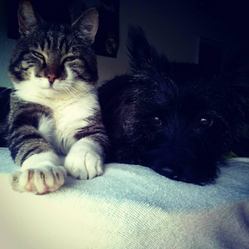 Cairn terrier Nala billede 21