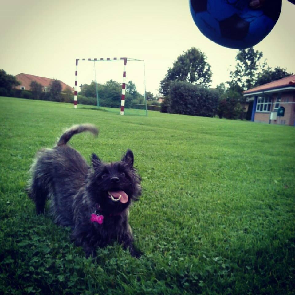 Cairn terrier Nala billede 22