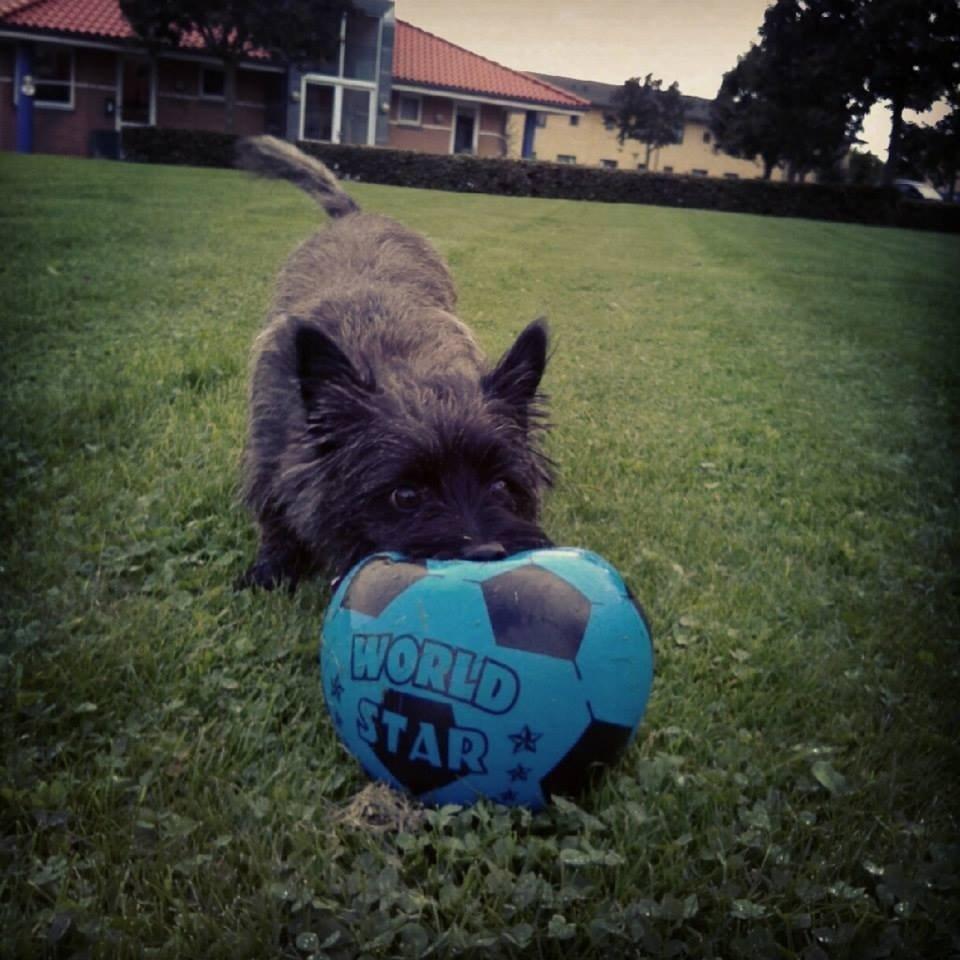 Cairn terrier Nala billede 23