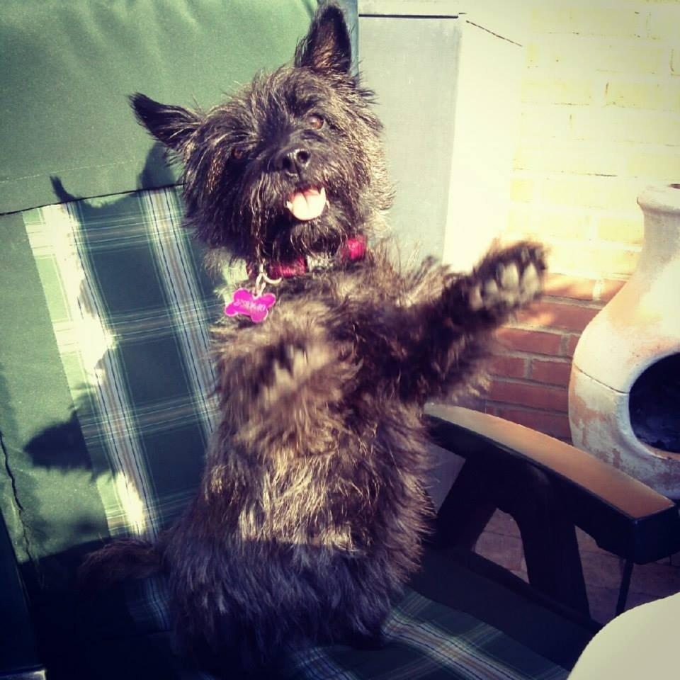 Cairn terrier Nala billede 24