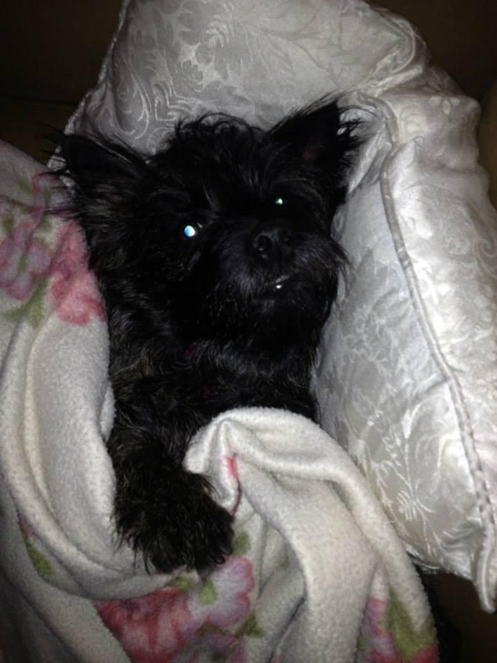 Cairn terrier Nala billede 25