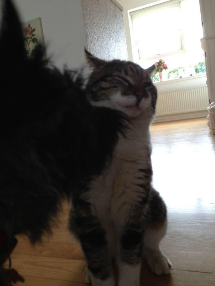 Cairn terrier Nala billede 14