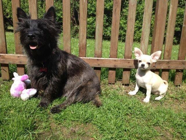 Cairn terrier Nala billede 26