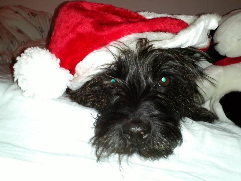 Cairn terrier Nala billede 27