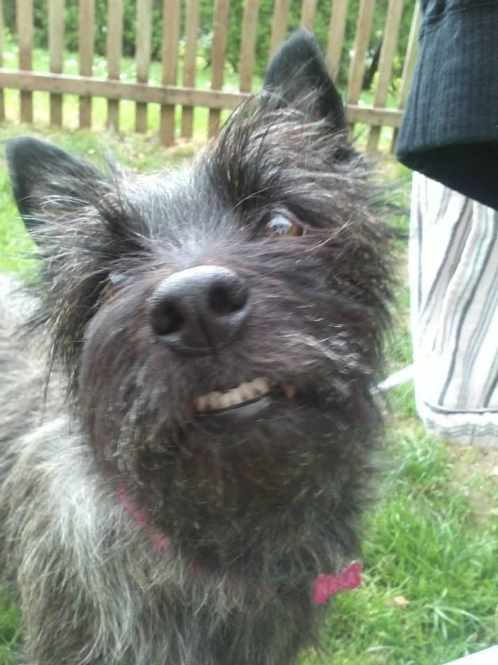 Cairn terrier Nala billede 29