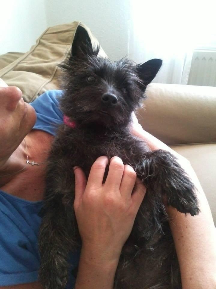 Cairn terrier Nala billede 28