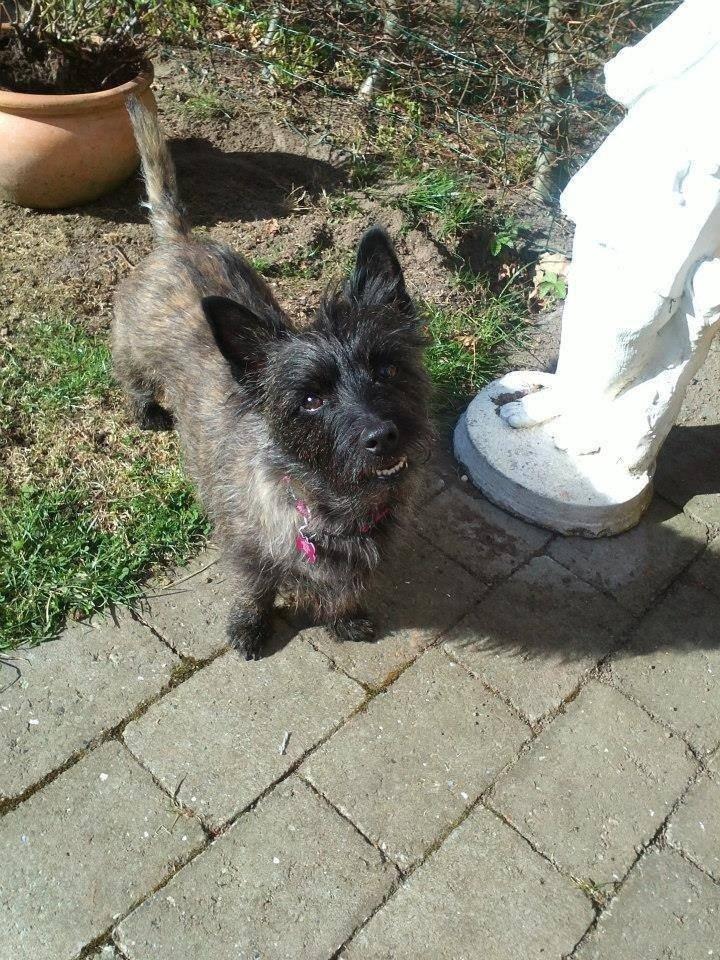 Cairn terrier Nala billede 30