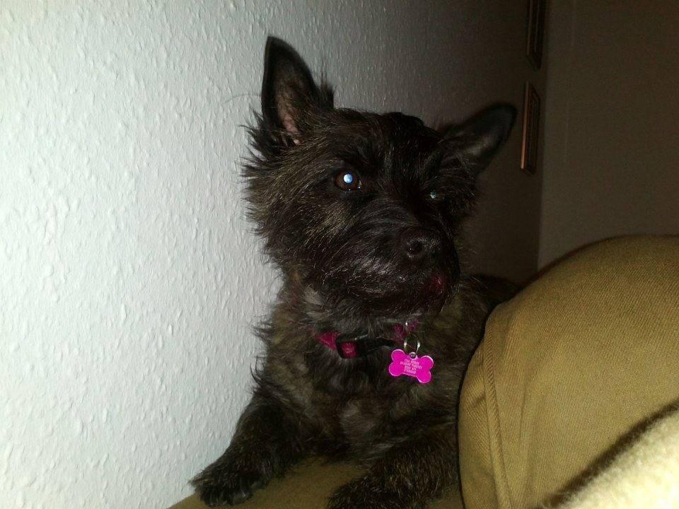 Cairn terrier Nala billede 32