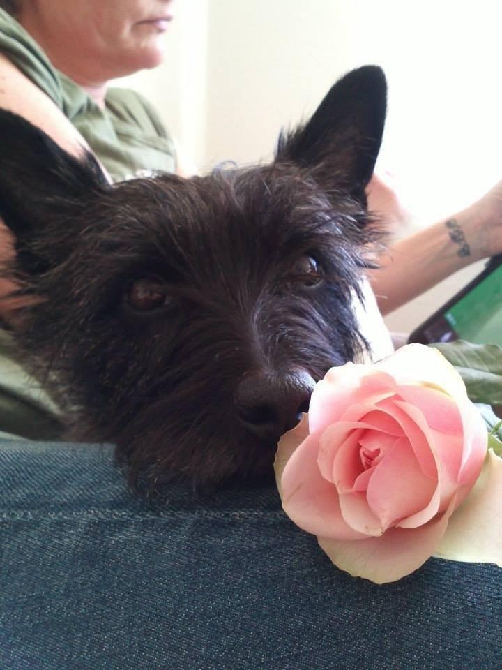 Cairn terrier Nala billede 31