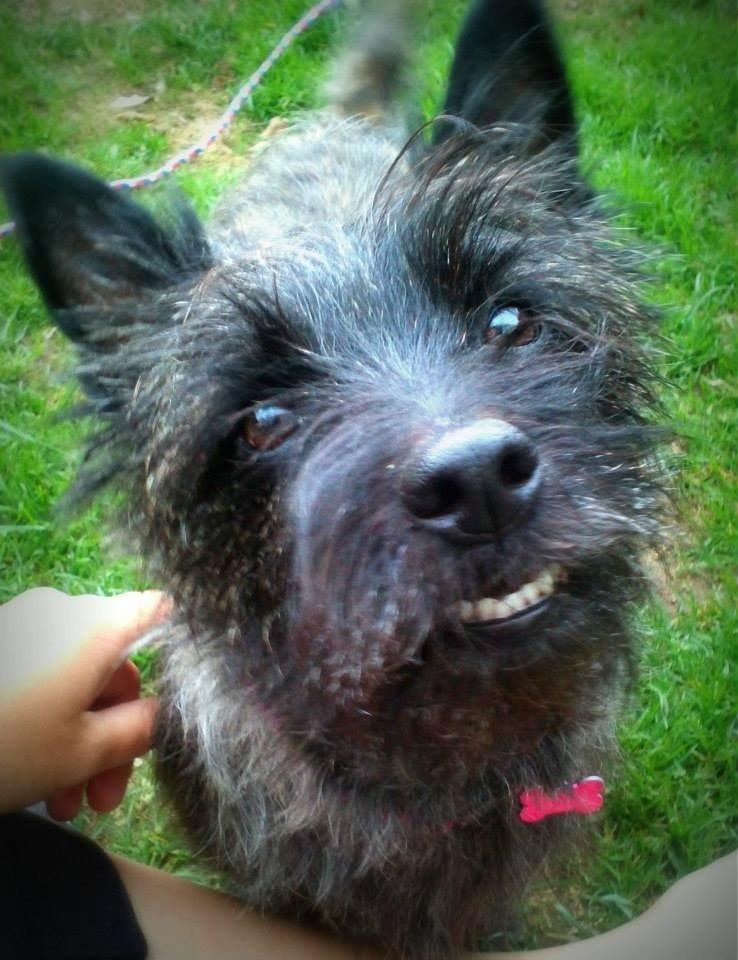 Cairn terrier Nala billede 35
