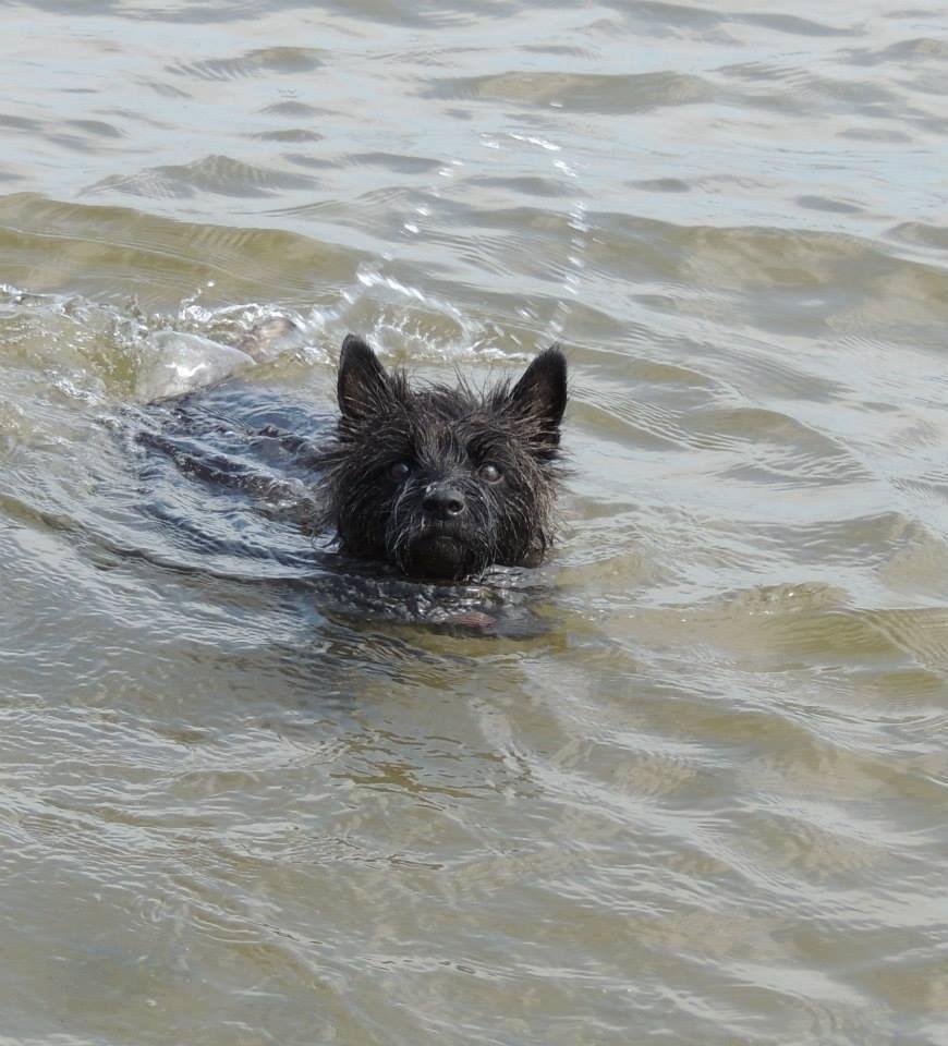 Cairn terrier Nala billede 36