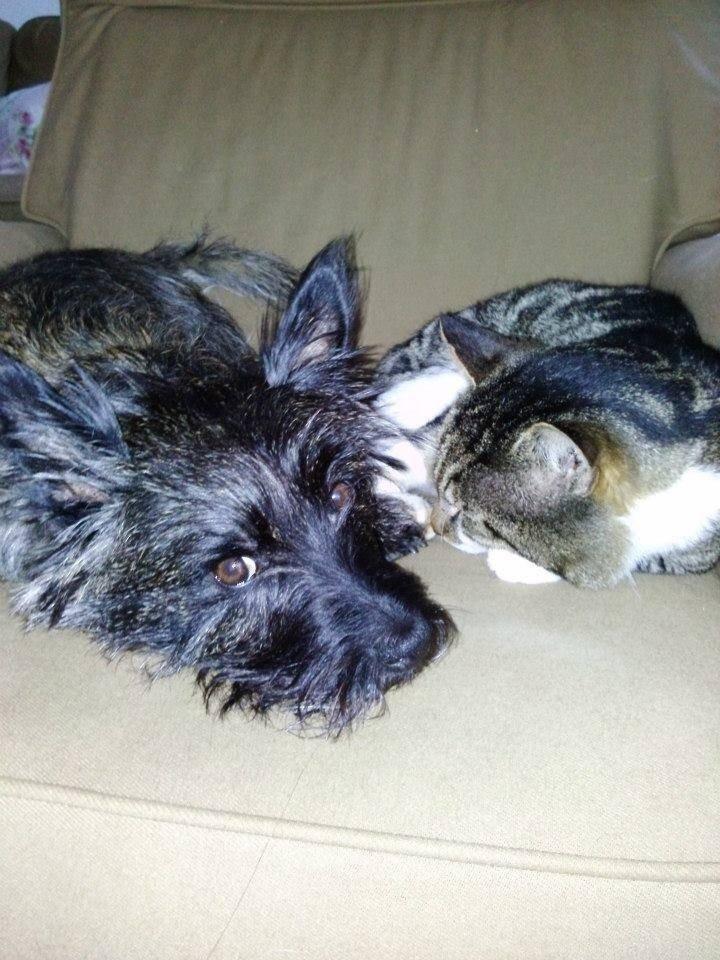 Cairn terrier Nala billede 37