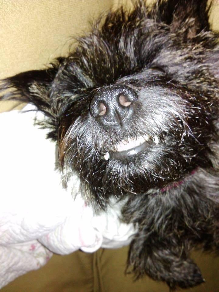 Cairn terrier Nala billede 38