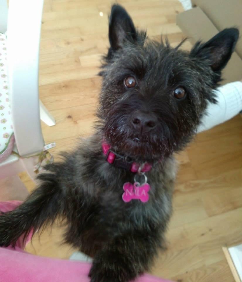 Cairn terrier Nala billede 39