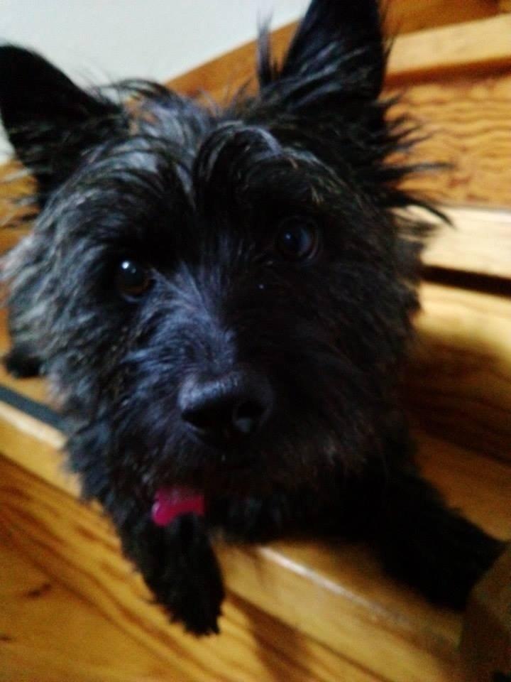 Cairn terrier Nala billede 40