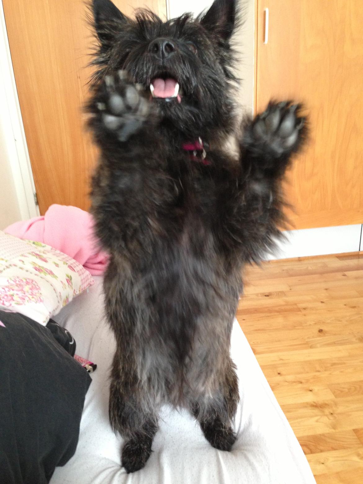 Cairn terrier Nala billede 41