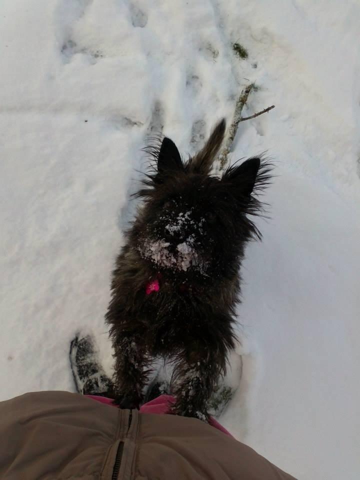 Cairn terrier Nala billede 33