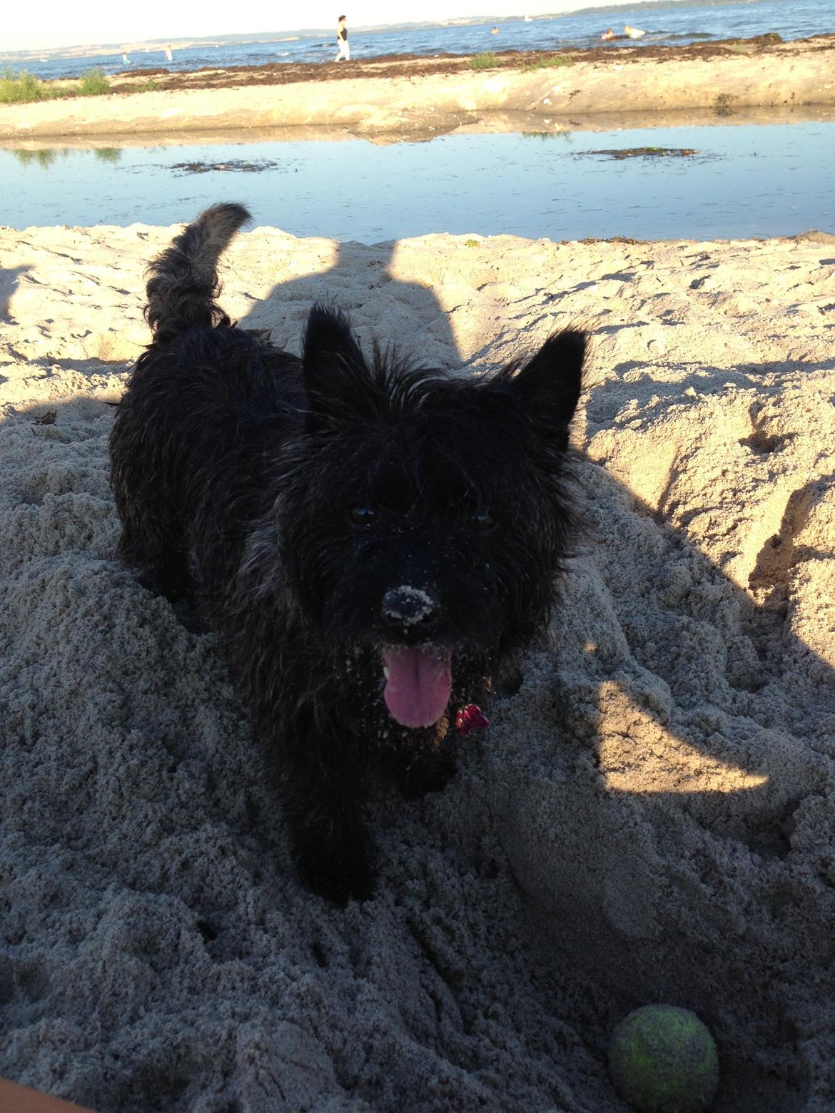 Cairn terrier Nala billede 42