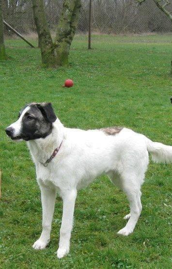 Blanding af racer Frodo billede 1