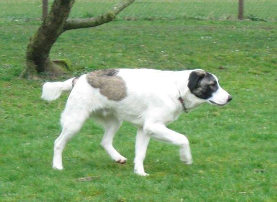 Blanding af racer Frodo billede 3