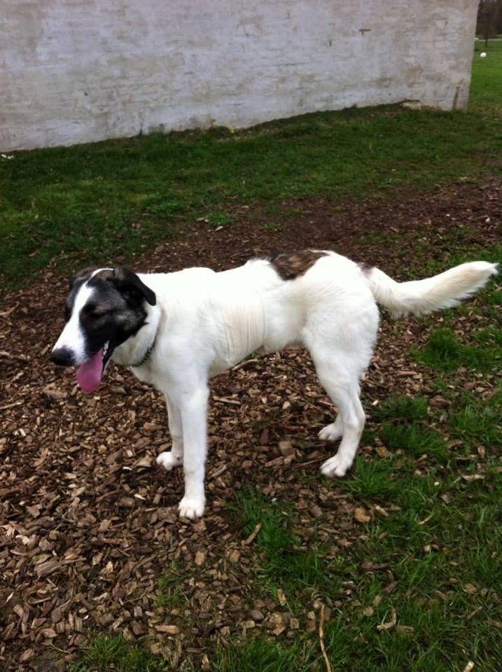 Blanding af racer Frodo billede 4