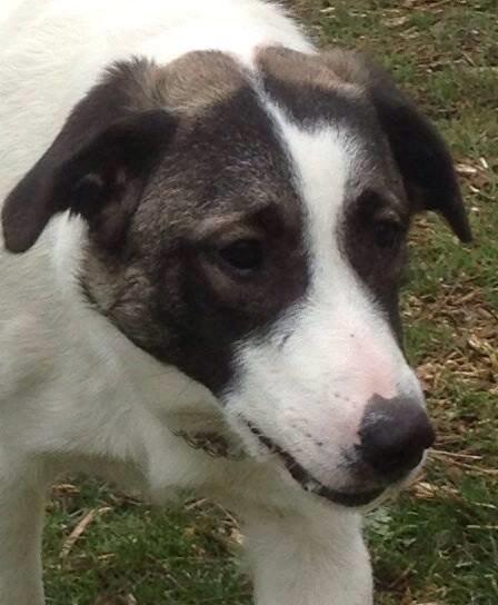 Blanding af racer Frodo billede 5