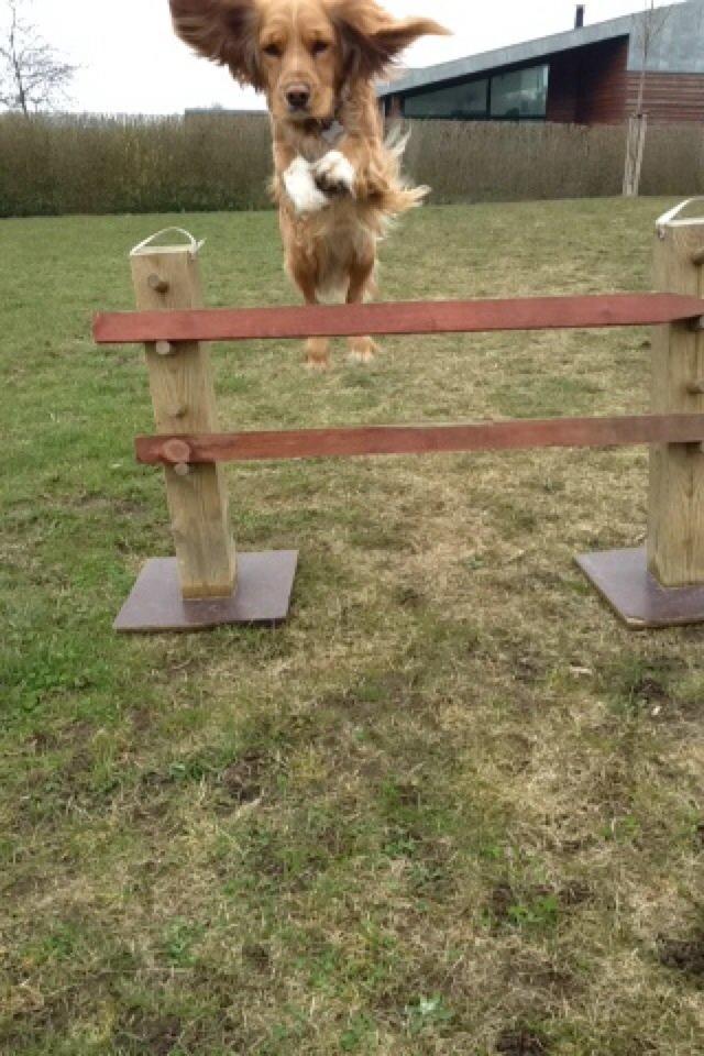 Blanding af racer Molly billede 16