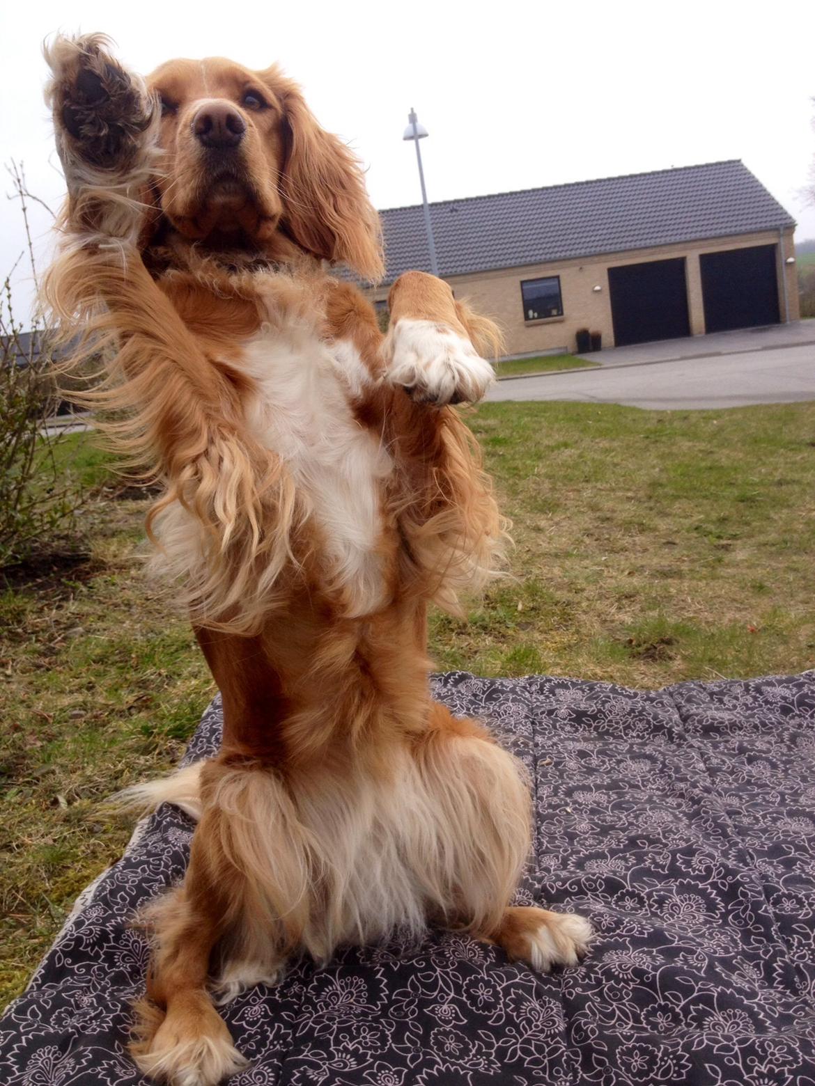 Blanding af racer Molly billede 17