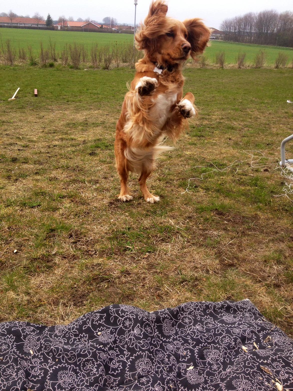 Blanding af racer Molly billede 18