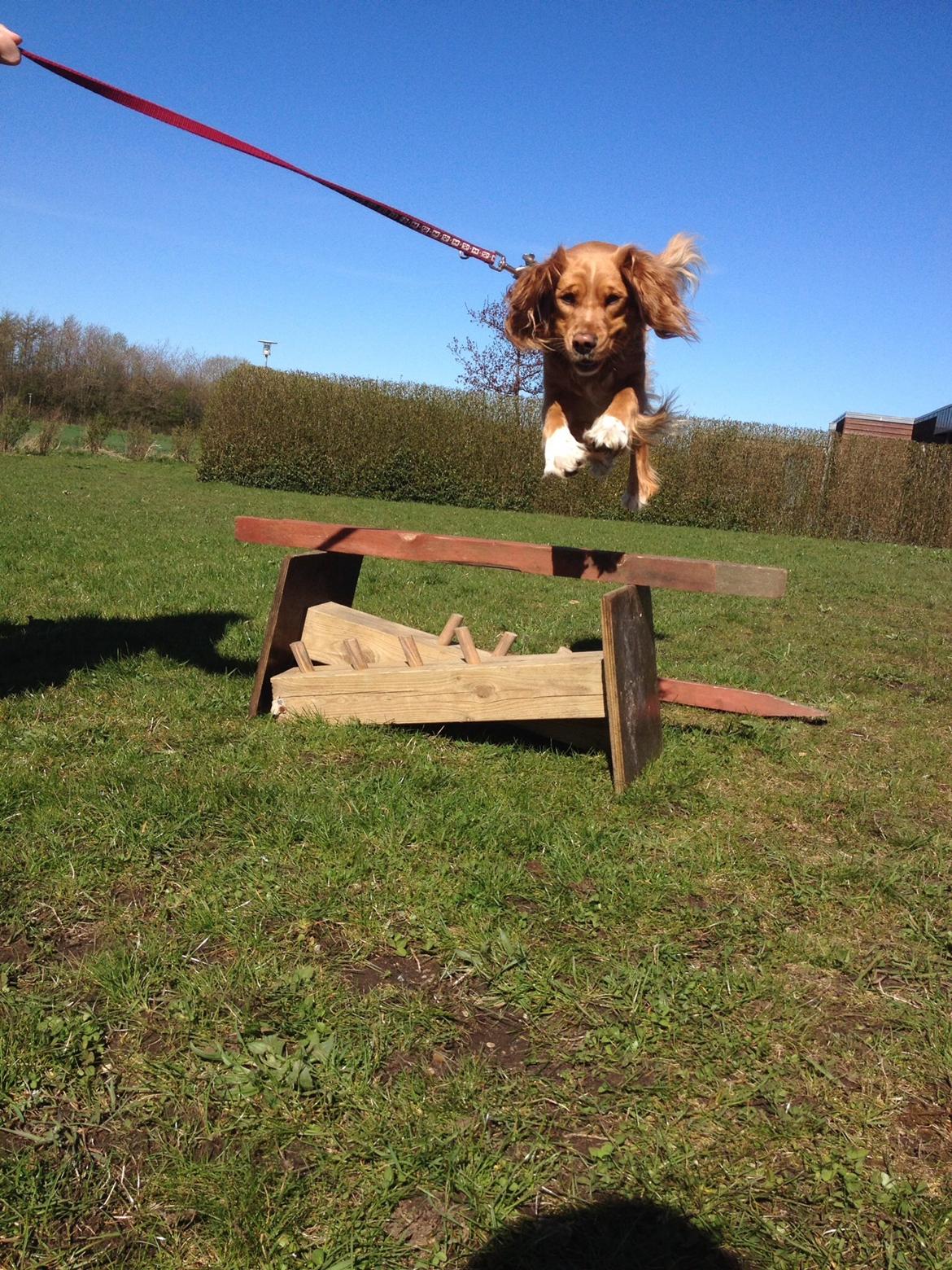 Blanding af racer Molly billede 19