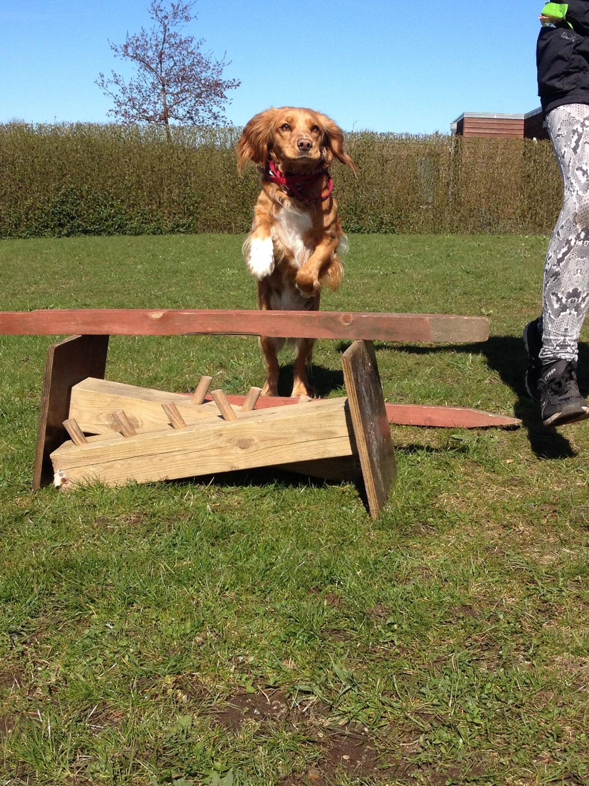 Blanding af racer Molly billede 20