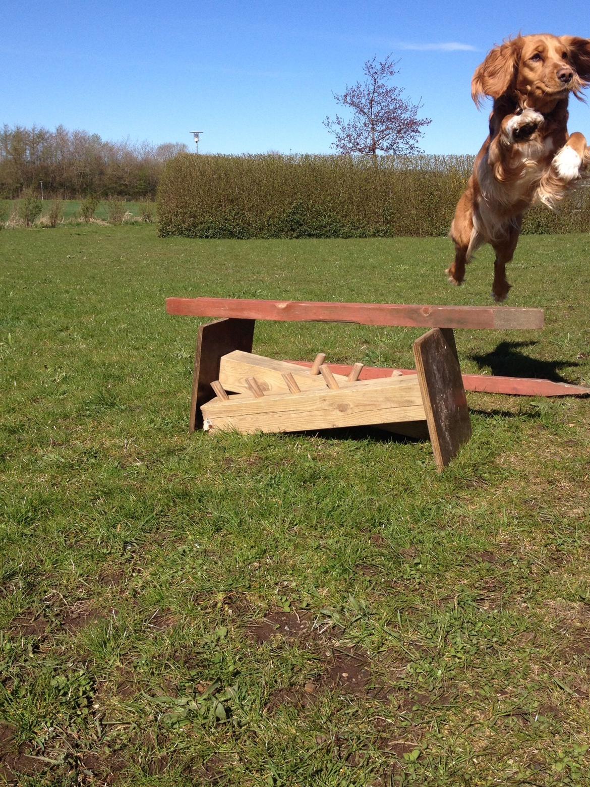 Blanding af racer Molly billede 21