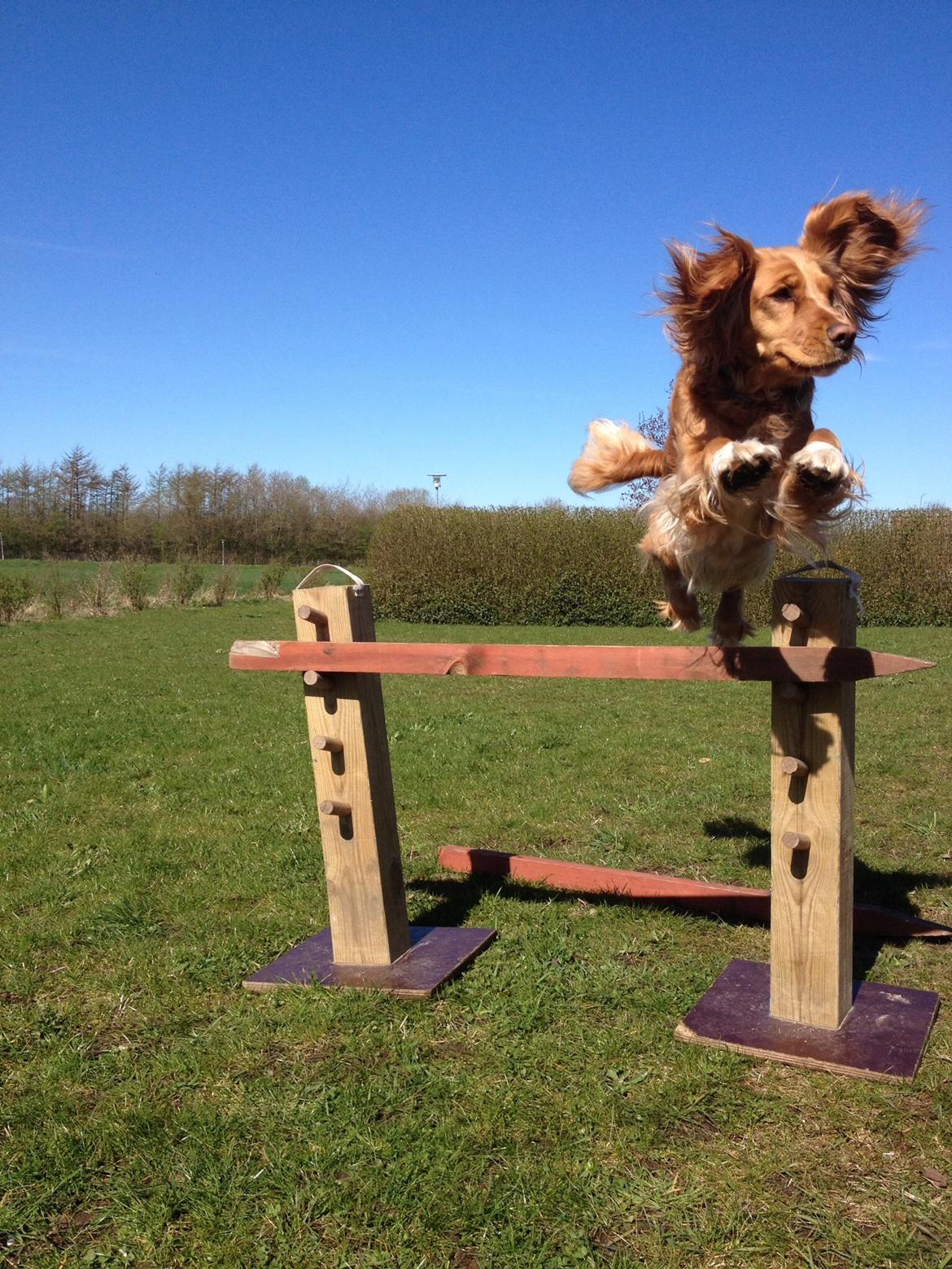 Blanding af racer Molly billede 22